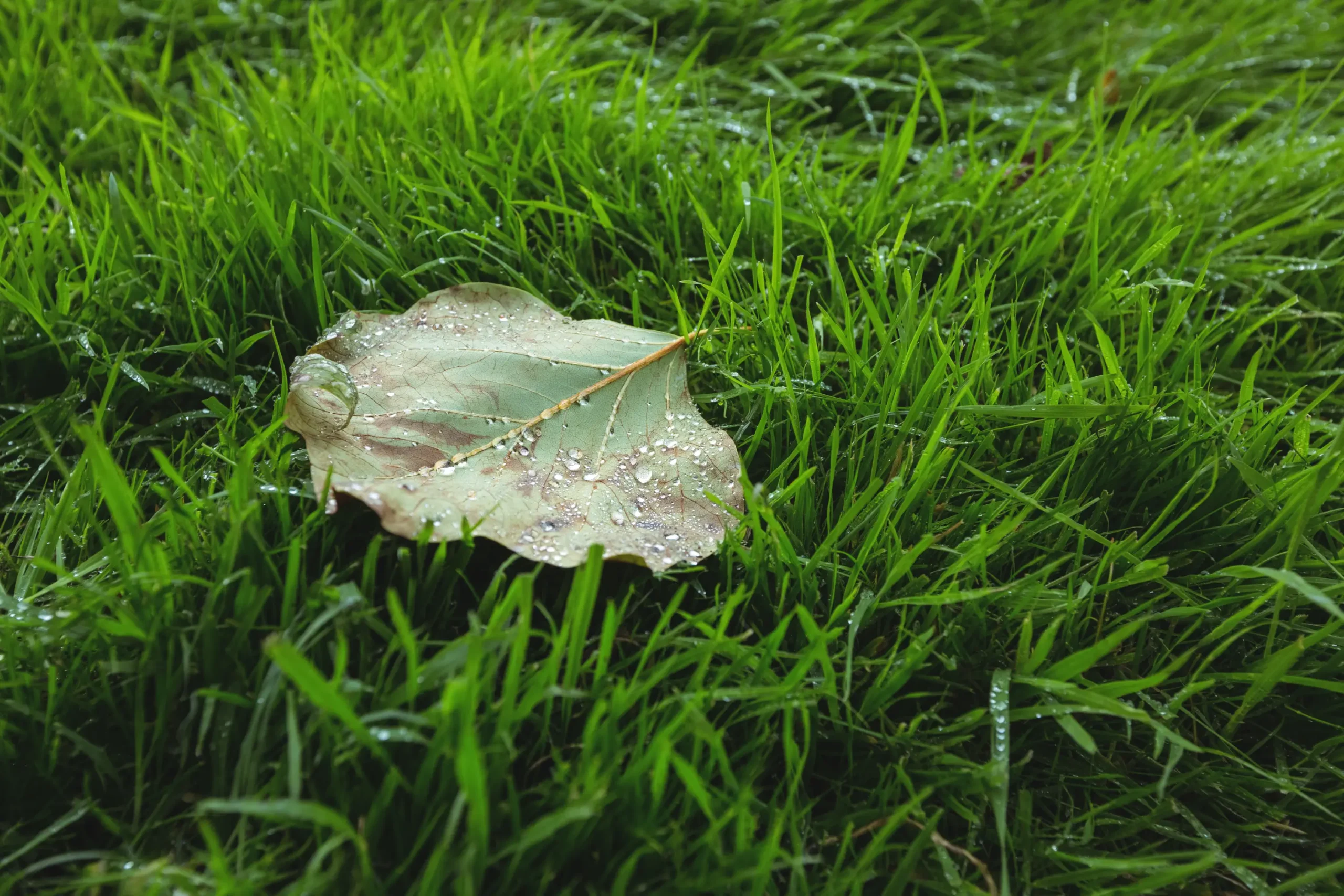 Artificial Grass for Drought-Prone Areas: A Smart Water-Saving Solution